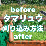 タマリュウの刈り込み方法｜夏の暑さで枯れてから大復活する事例付き