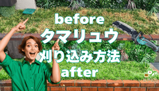 タマリュウの刈り込み剪定方法｜夏の暑さで枯れてから大復活の事例付き