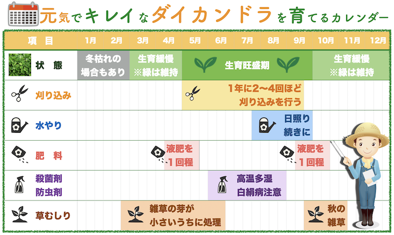 グランドカバーダイカンドラの育て方