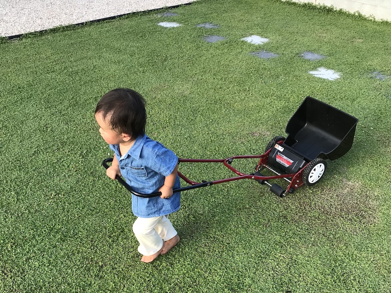 お庭で綺麗に繁茂したクラピア