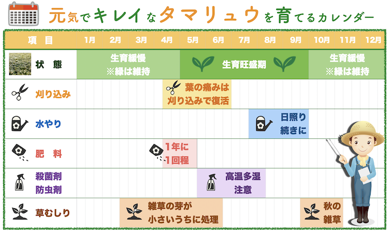 タマリュウの育て方カレンダー