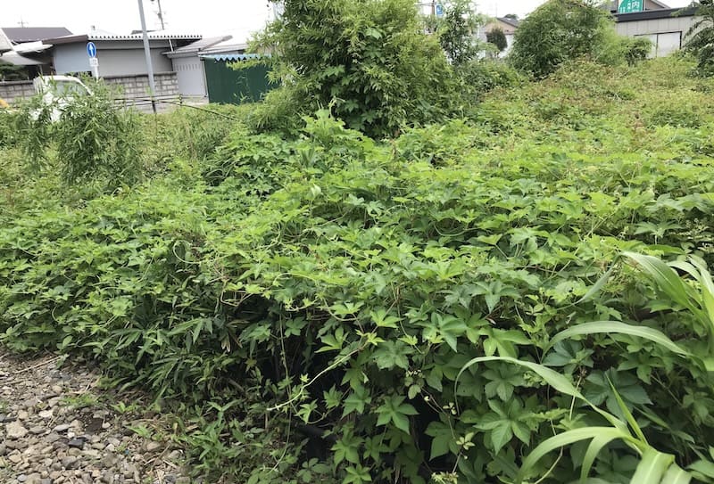 空き地に生えた雑草