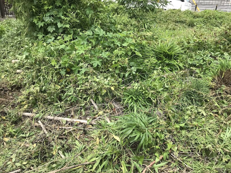 空き地に生えた雑草