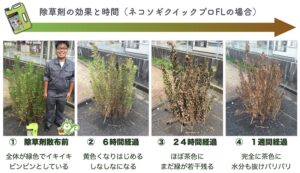 除草剤で雑草が枯れていく様子