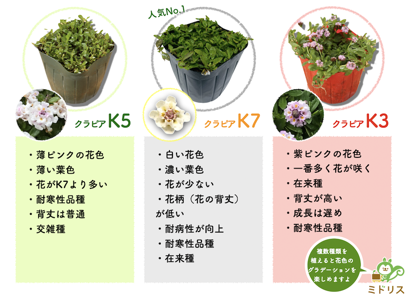 クラピアの品種 K7 K5 K3 の違い