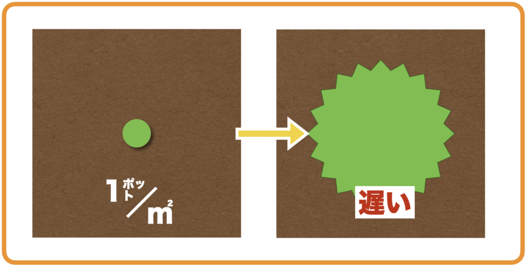 クラピアの植栽数・1平米に1ポットを植えた場合の被覆イメージ