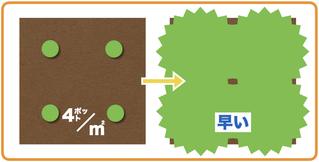 クラピアの植栽数・1平米に4ポットを植えた場合の被覆イメージ